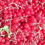 Bed and breakfast B&B Ca Gennara - Porretta Terme, Bologna Apennines