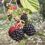 B&B Ca Gennara - Porretta Terme, Bologna Apennines Porretta Terme