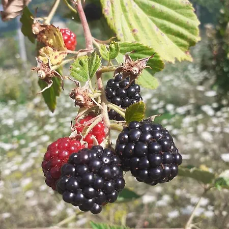 Cà Gennara Agri Porretta Terme