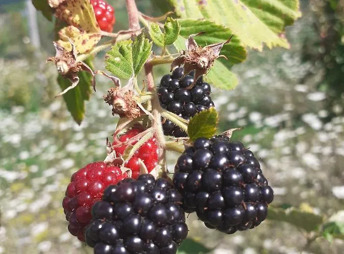 Ca Gennara Agri Porretta Terme