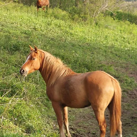 Agri Ca' Gennara فندق مبيت وإفطار