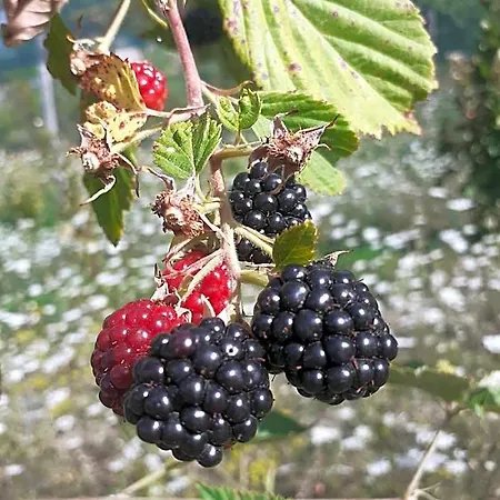 לינה וארוחת בוקר Agri Ca' Gennara פורטה טרמה