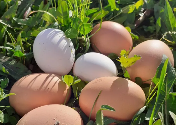Ca Gennara Agri Porretta Terme