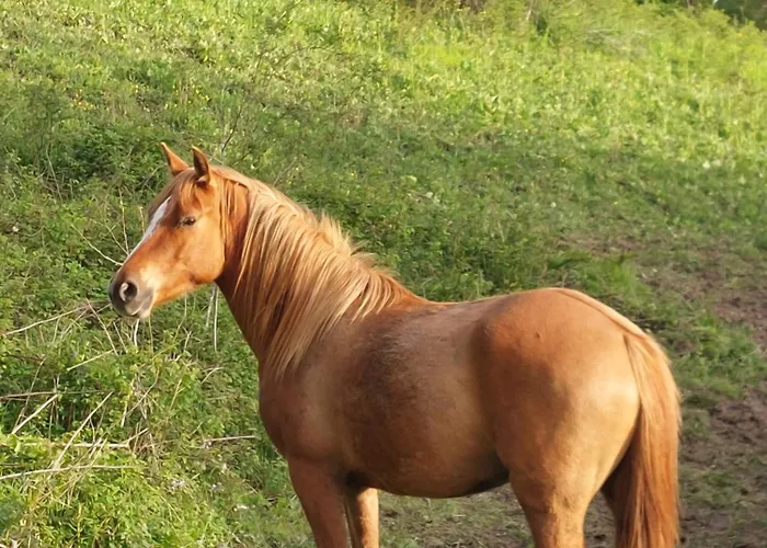 Ca Gennara Agri Bed and Breakfast