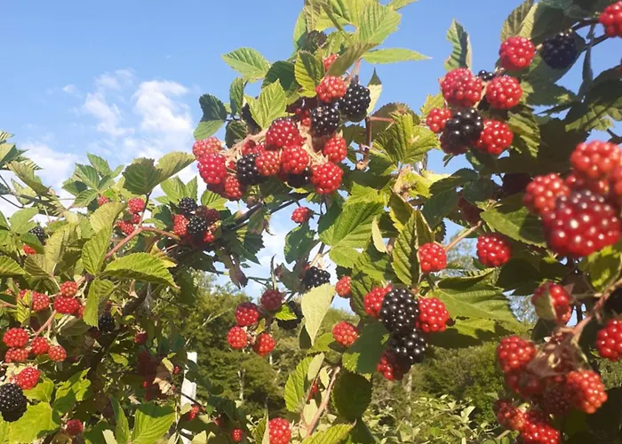 Bed & Breakfast Ca Gennara Agri 3*